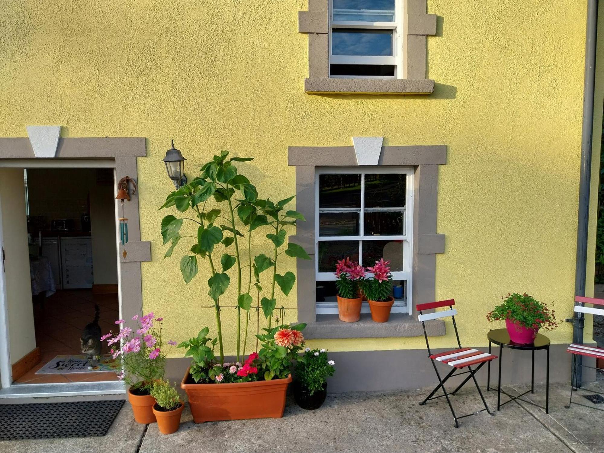 Felicity Cottage Kiltegan Exteriér fotografie